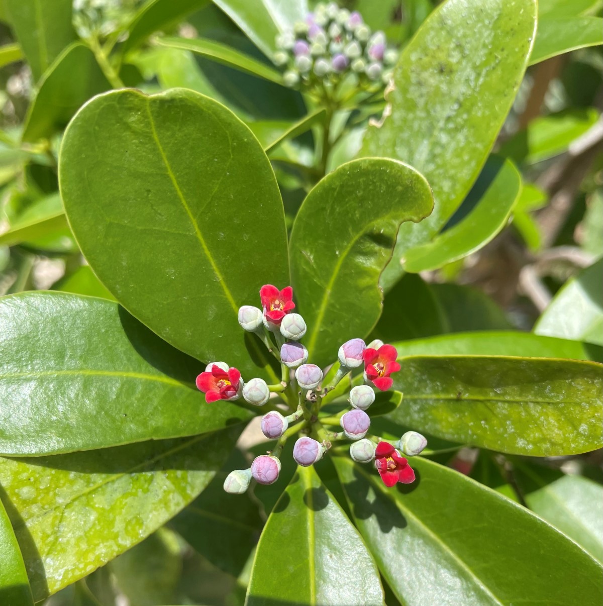 Image of a Pepper Cinnamon plant as part of the national tree planting (NTP) initiative led by the Cayman Islands Government under the Ministry of sustainability climate resiliency and wellness (MSCRW)